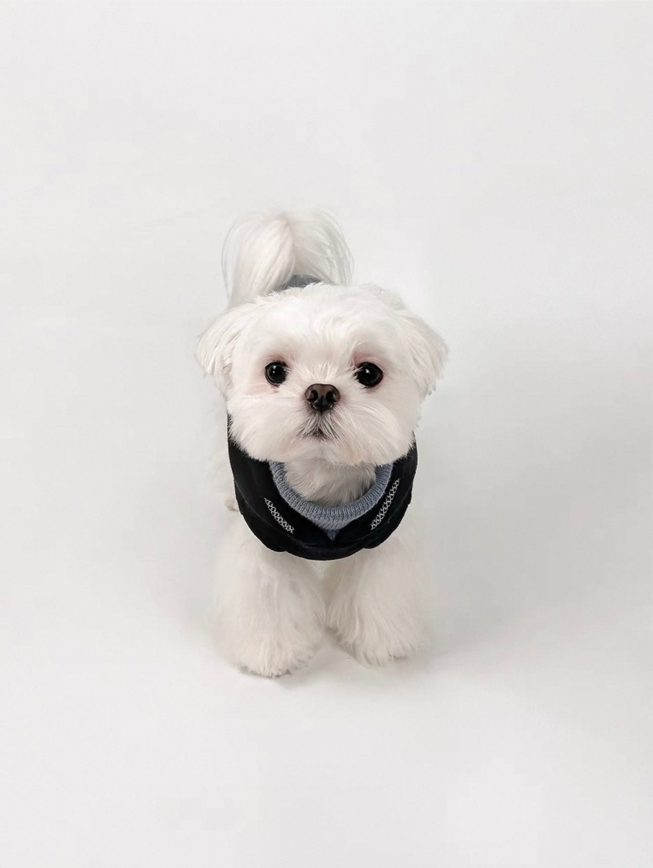 KyawKyaw Black & Navy Block Hoodie for Dogs – Thick Cotton Fleece with Reflective Trim