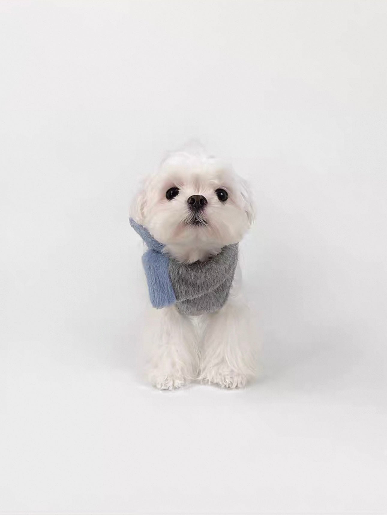 British Style Dog Overcoat – Folded Collar & Faux Fur Bow